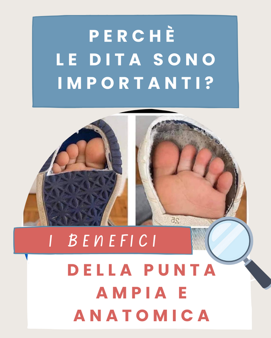 Focus su: LA PUNTA AMPIA E ANATOMICA